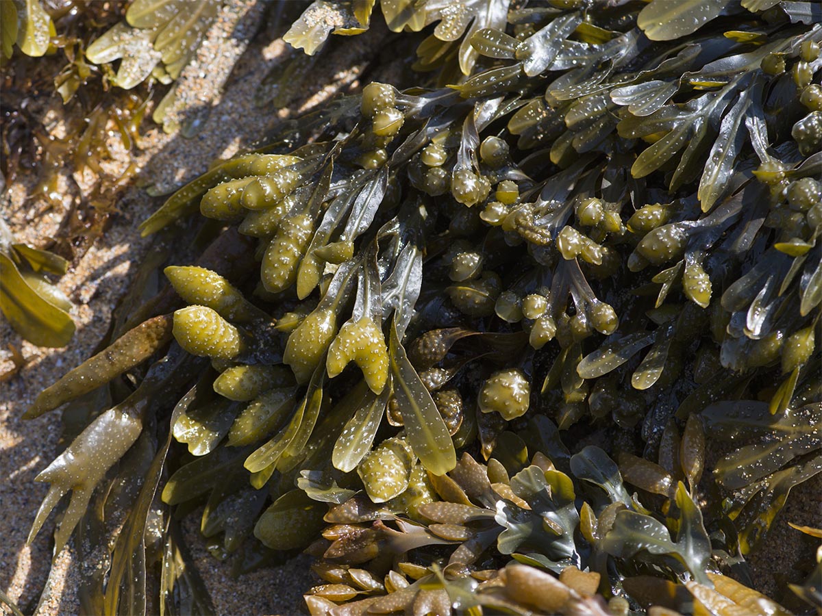 Fucus guiryi